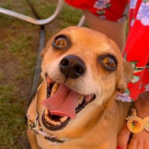 Meet your Posher, Daisy